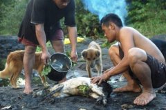 Local_hunters_prepare_a_wild_caught_pig_for_dinner